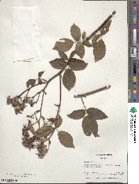 Rosa setigera image