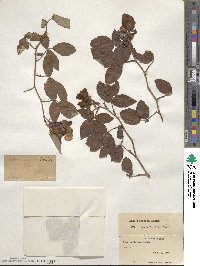 Rosa setigera image