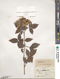 Rosa setigera image