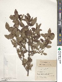 Rosa setigera image