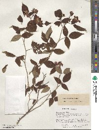 Rosa setigera image