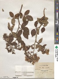 Rosa setigera image