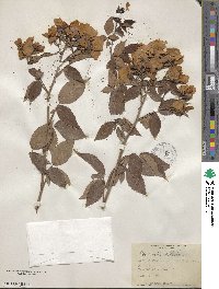 Rosa setigera image