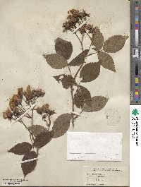 Rosa setigera image