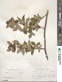 Rosa setigera image