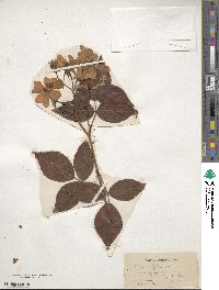 Rosa setigera image