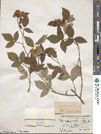 Rosa setigera image