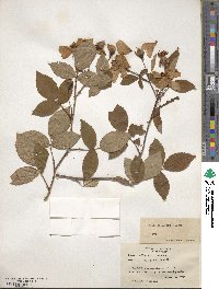 Rosa setigera image