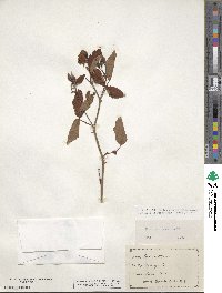 Rosa setigera image