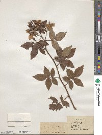 Rosa setigera image