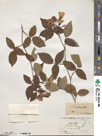 Rosa setigera image