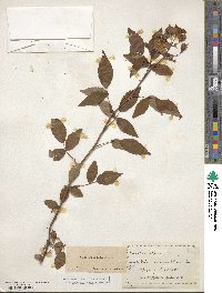 Rosa setigera image