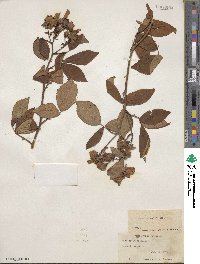 Rosa setigera image