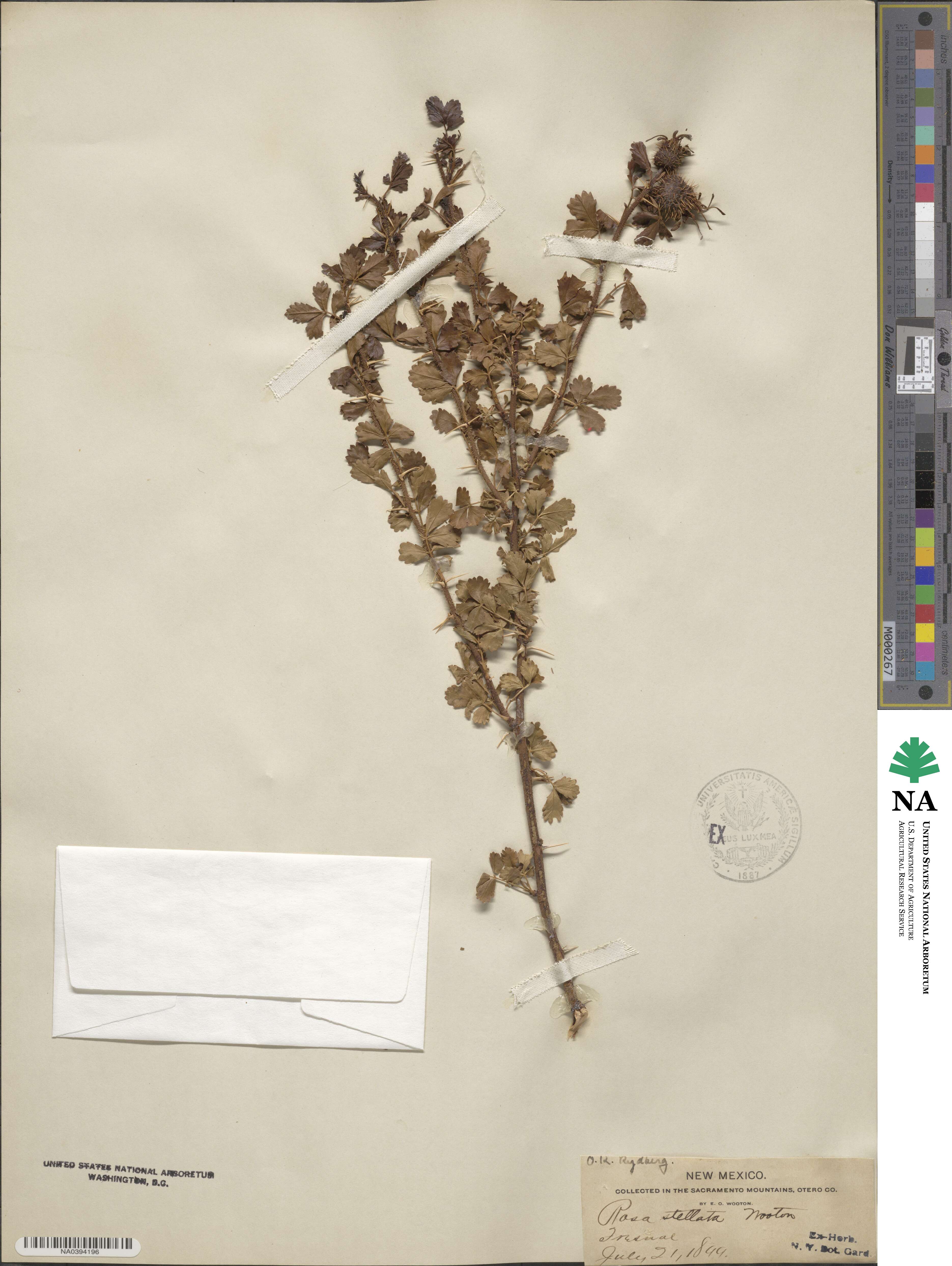 Rosa stellata image