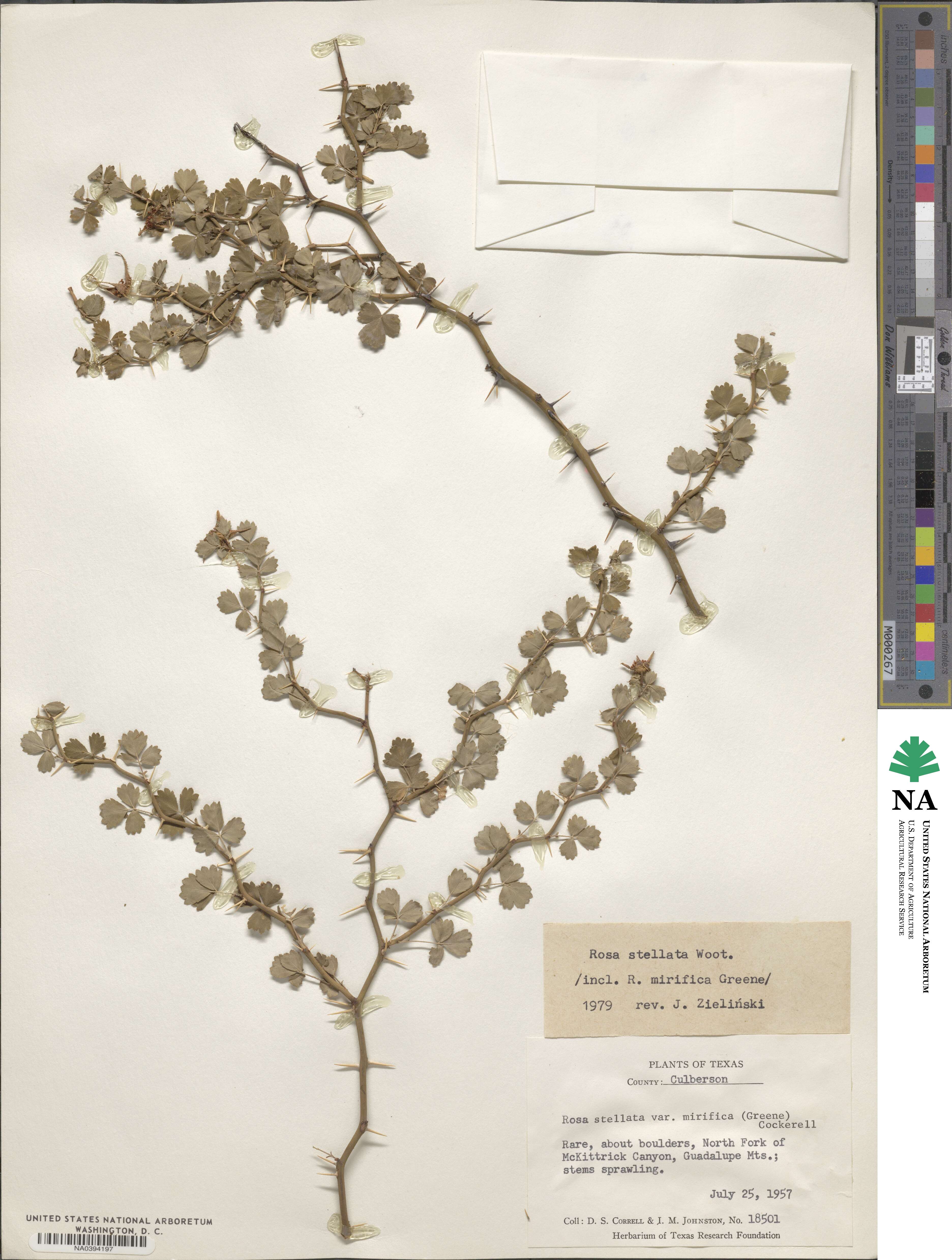 Rosa stellata var. mirifica image