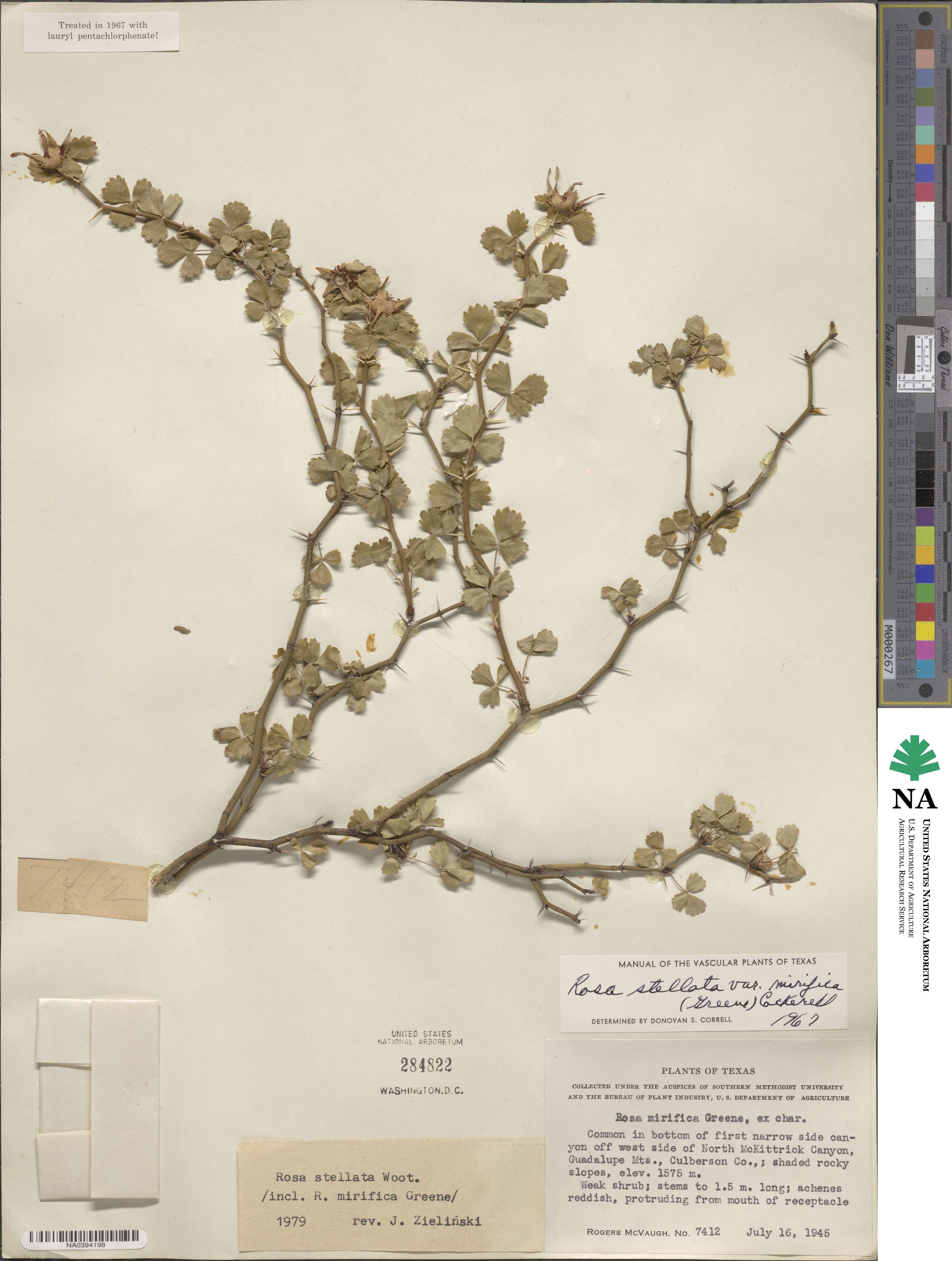 Rosa stellata image