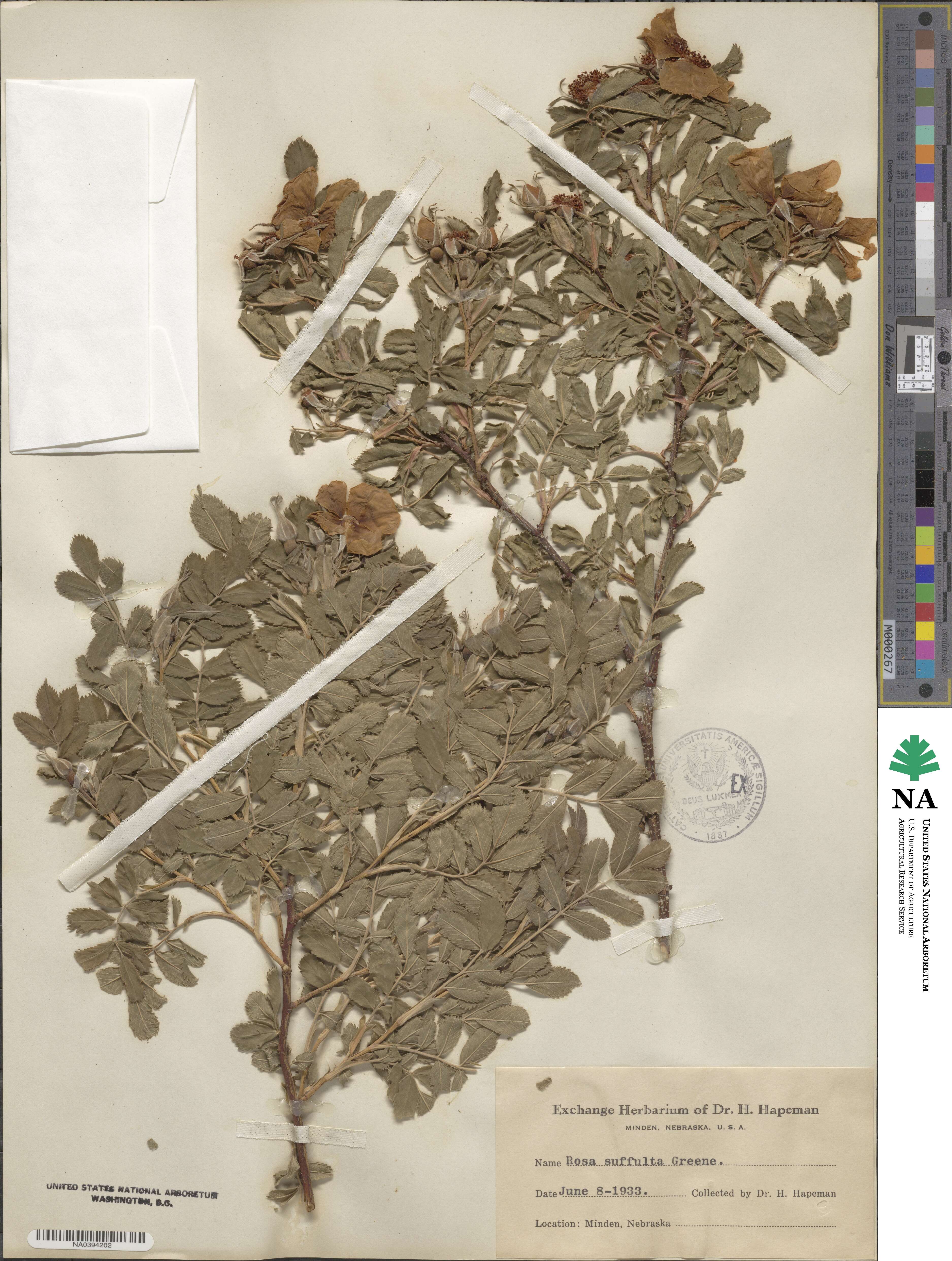 Rosa arkansana image
