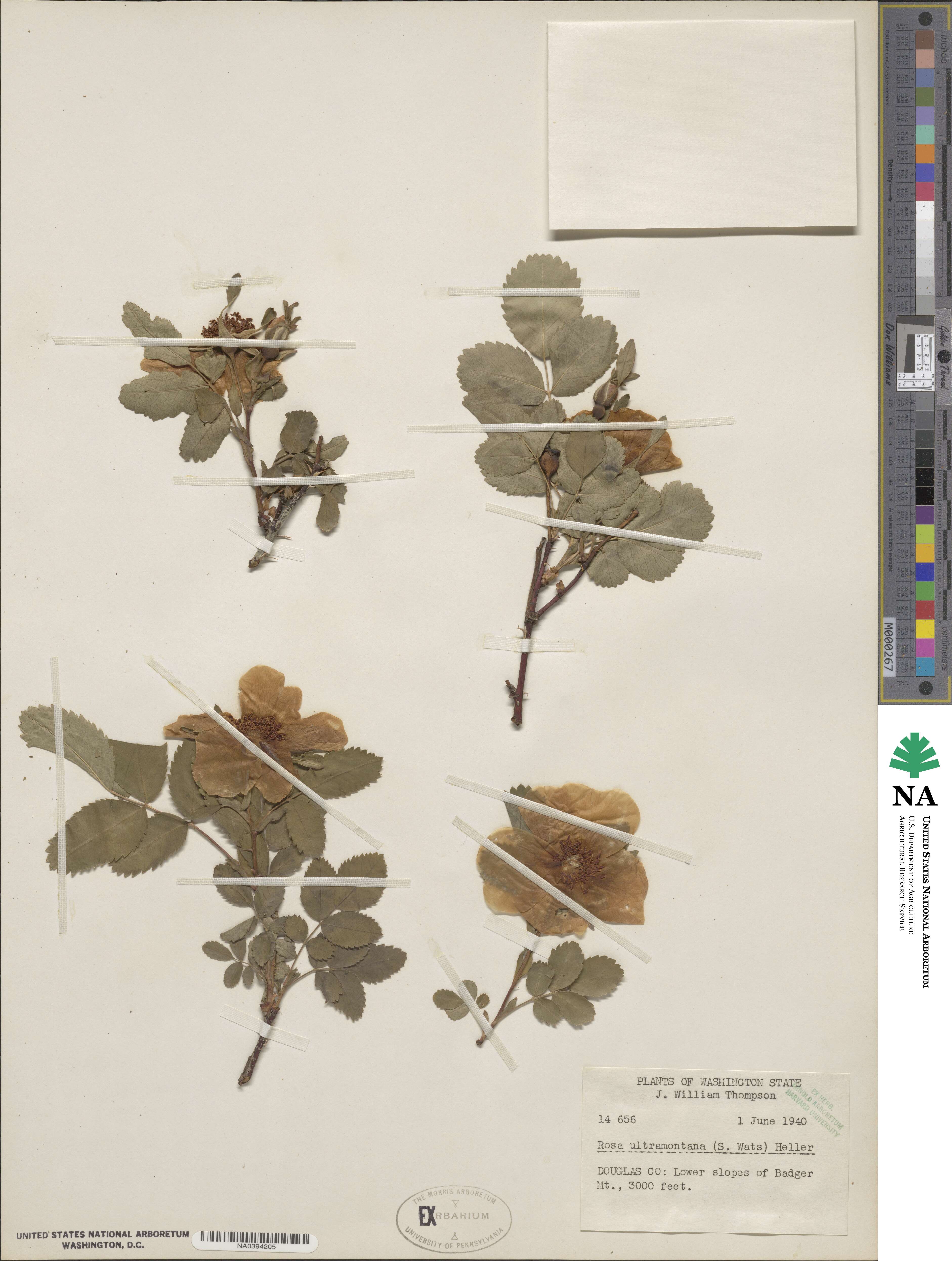 Rosa woodsii var. ultramontana image