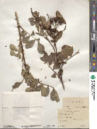 Rosa virginiana image