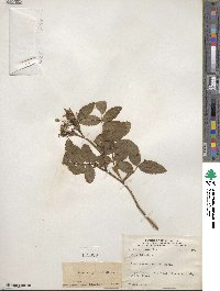 Rosa virginiana image