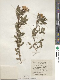 Rosa virginiana image