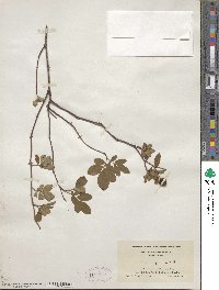 Rosa virginiana image