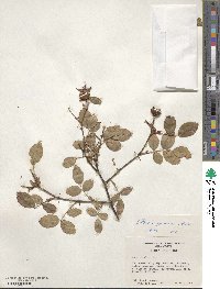 Rosa virginiana image