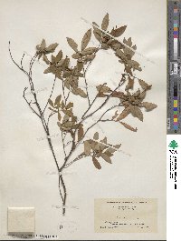 Rosa virginiana image