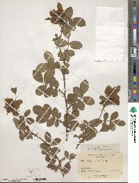 Rosa virginiana image