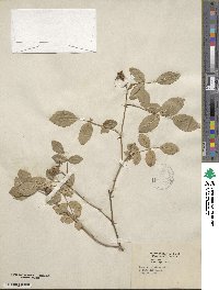 Rosa virginiana image