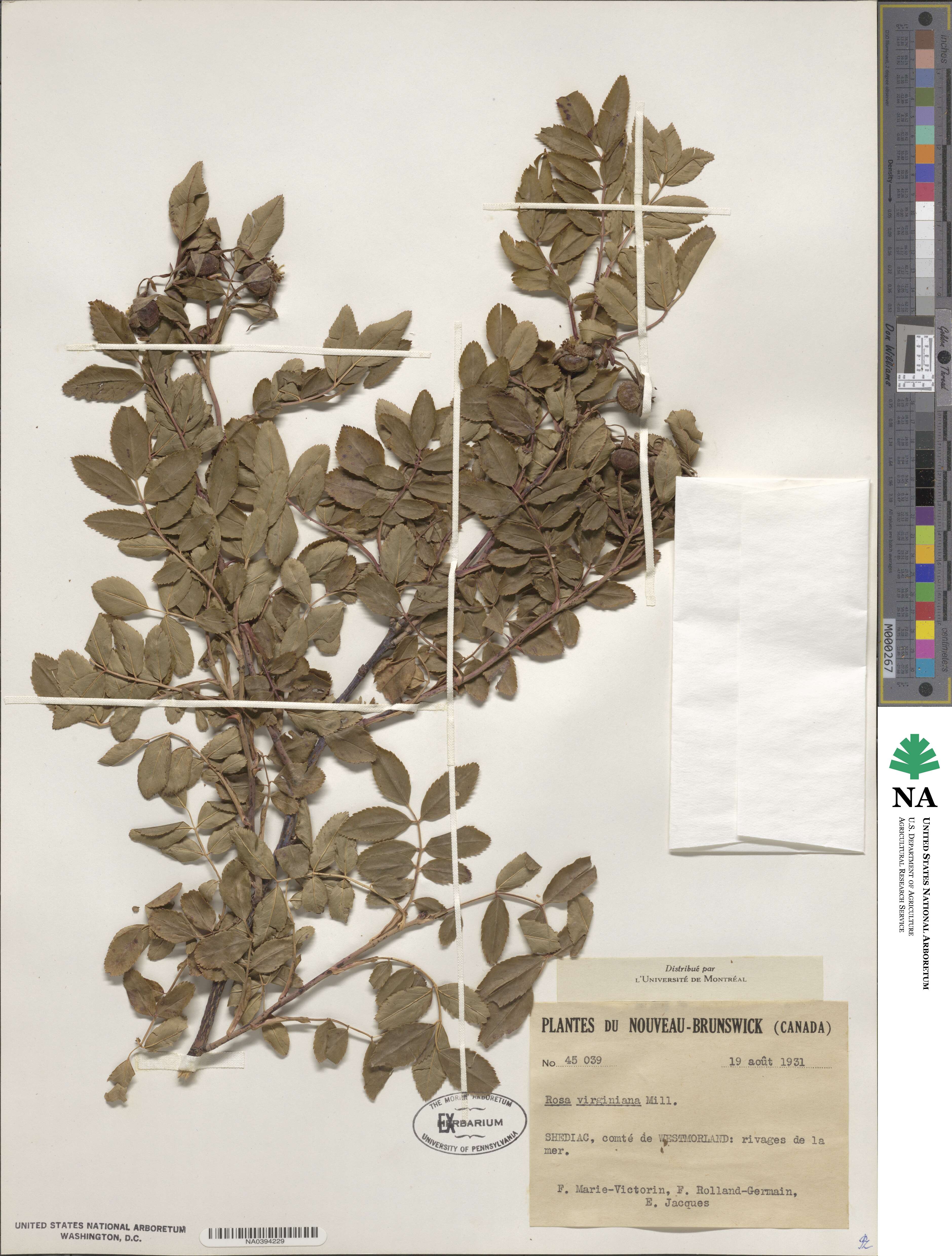 Rosa virginiana image
