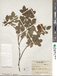 Rosa virginiana image