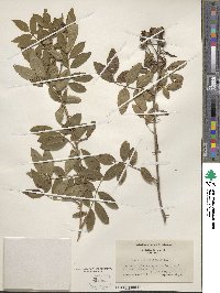 Rosa virginiana image