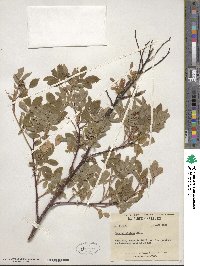 Rosa virginiana image