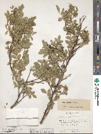 Rosa woodsii image