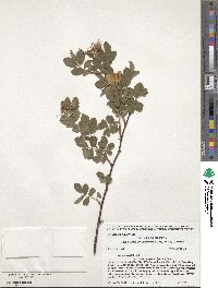 Rosa woodsii var. ultramontana image