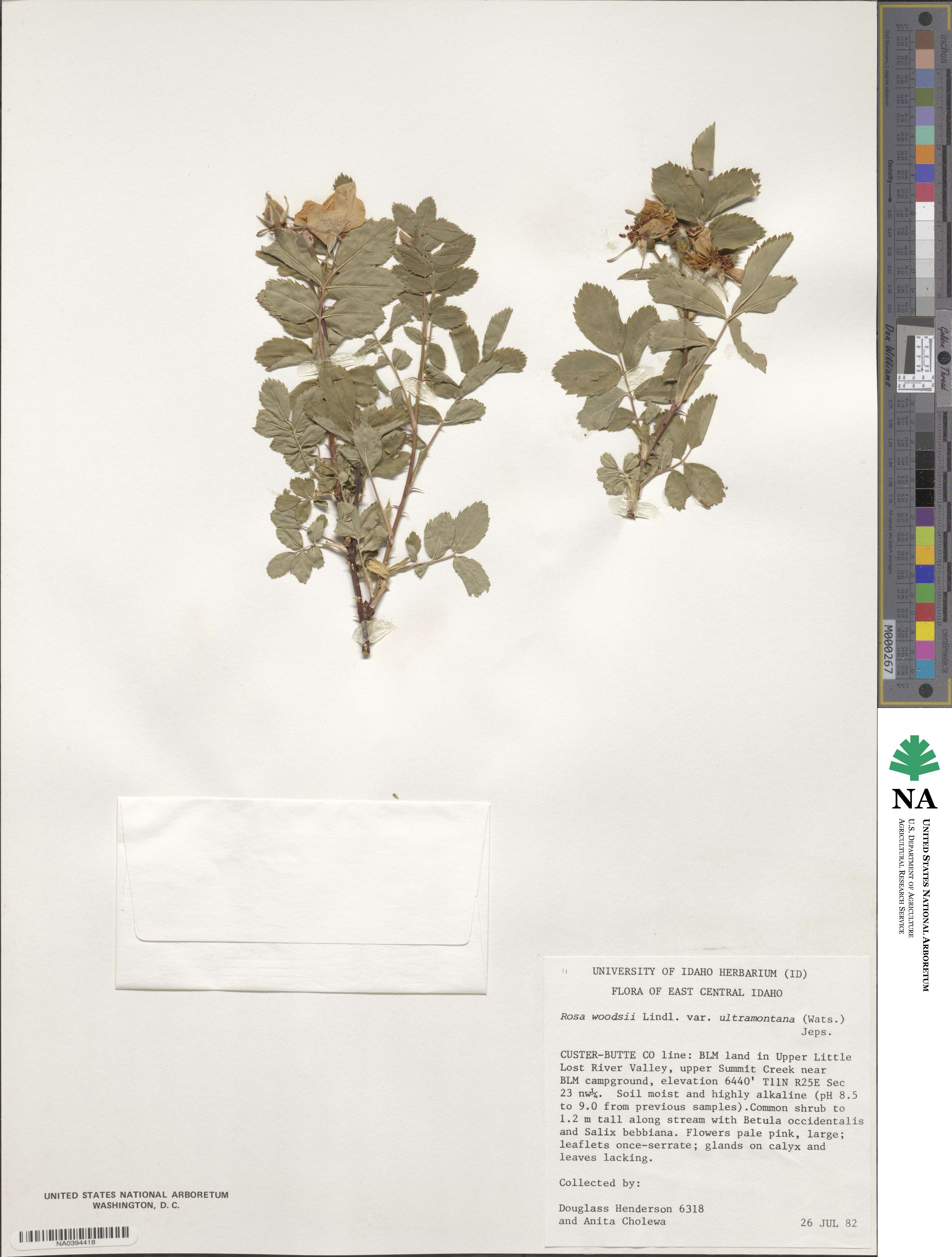 Rosa woodsii var. ultramontana image