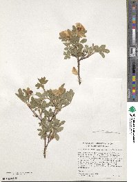 Rosa woodsii var. ultramontana image