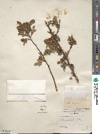 Rosa canina image