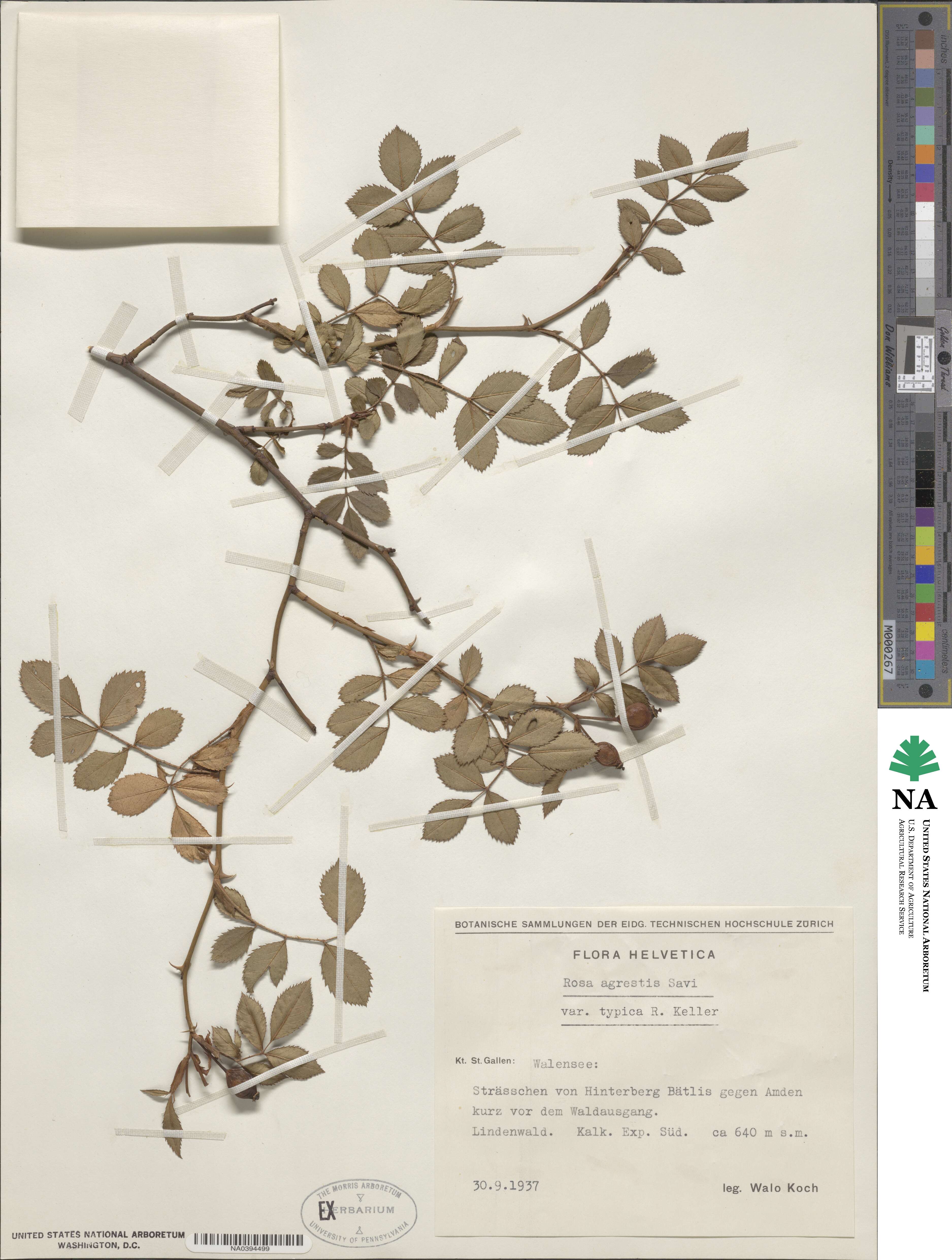 Rosa agrestis image
