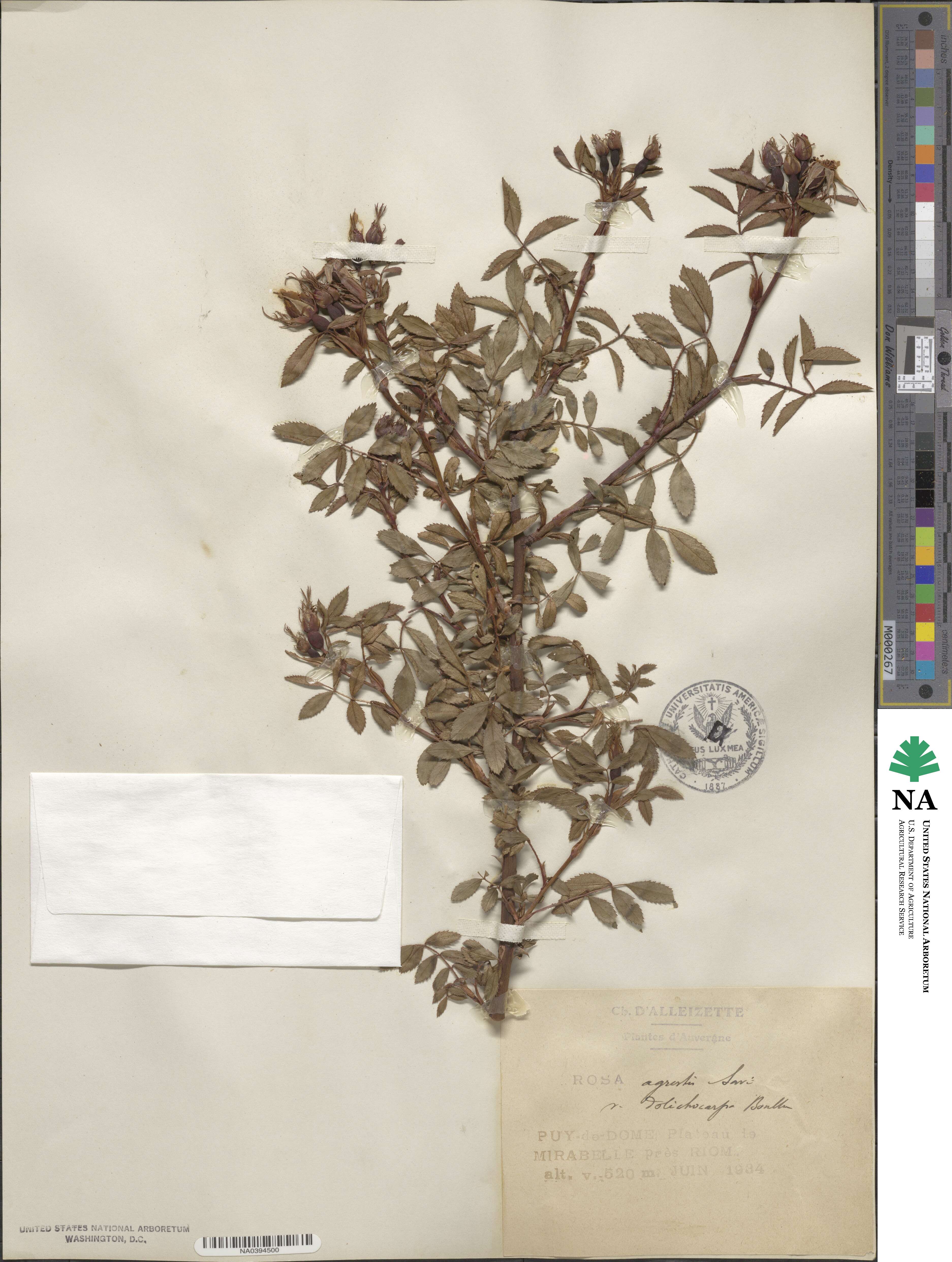 Rosa agrestis image