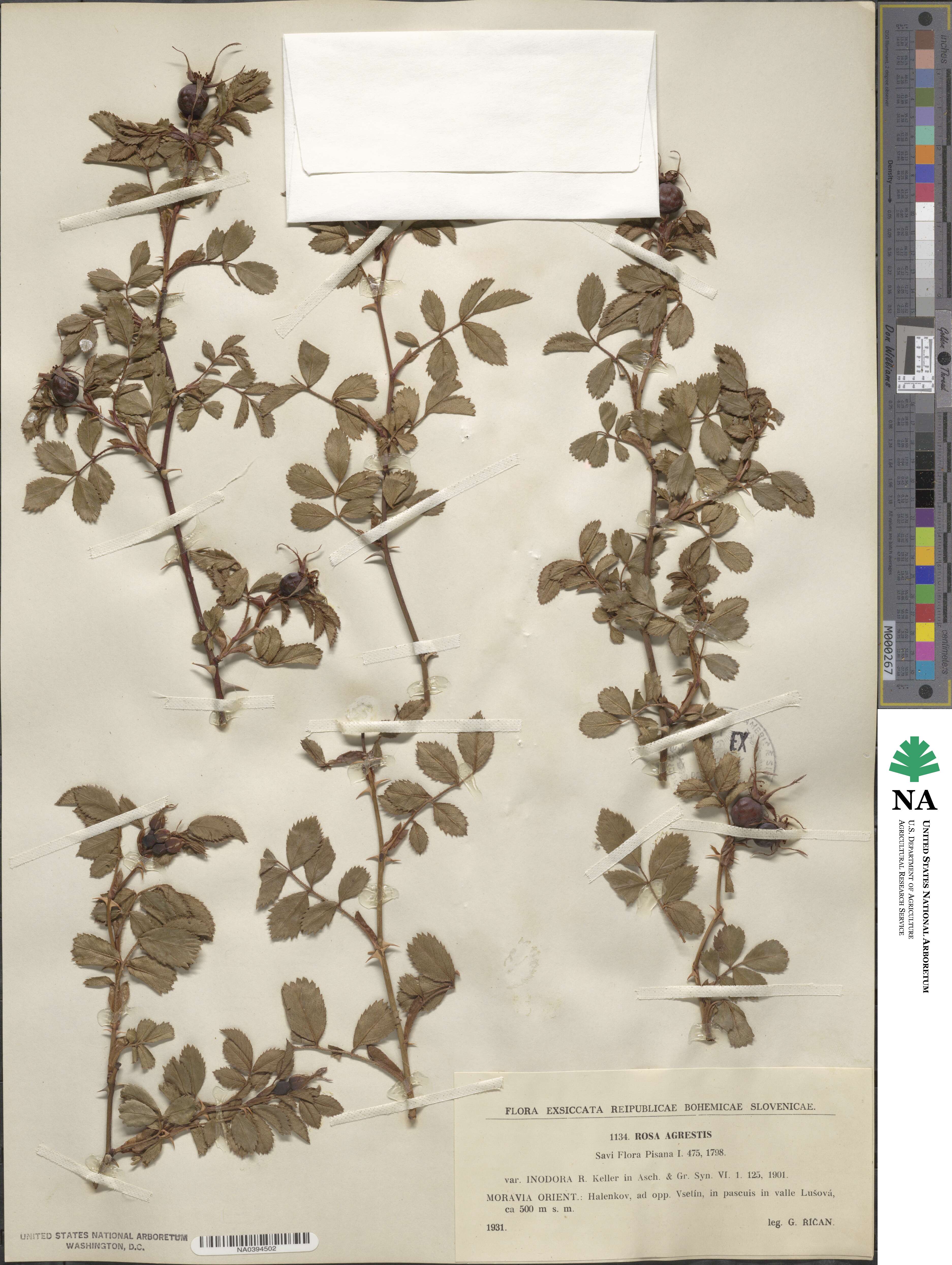 Rosa agrestis image