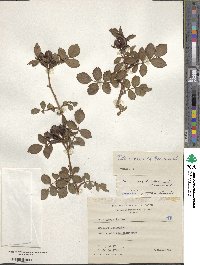 Rosa agrestis image