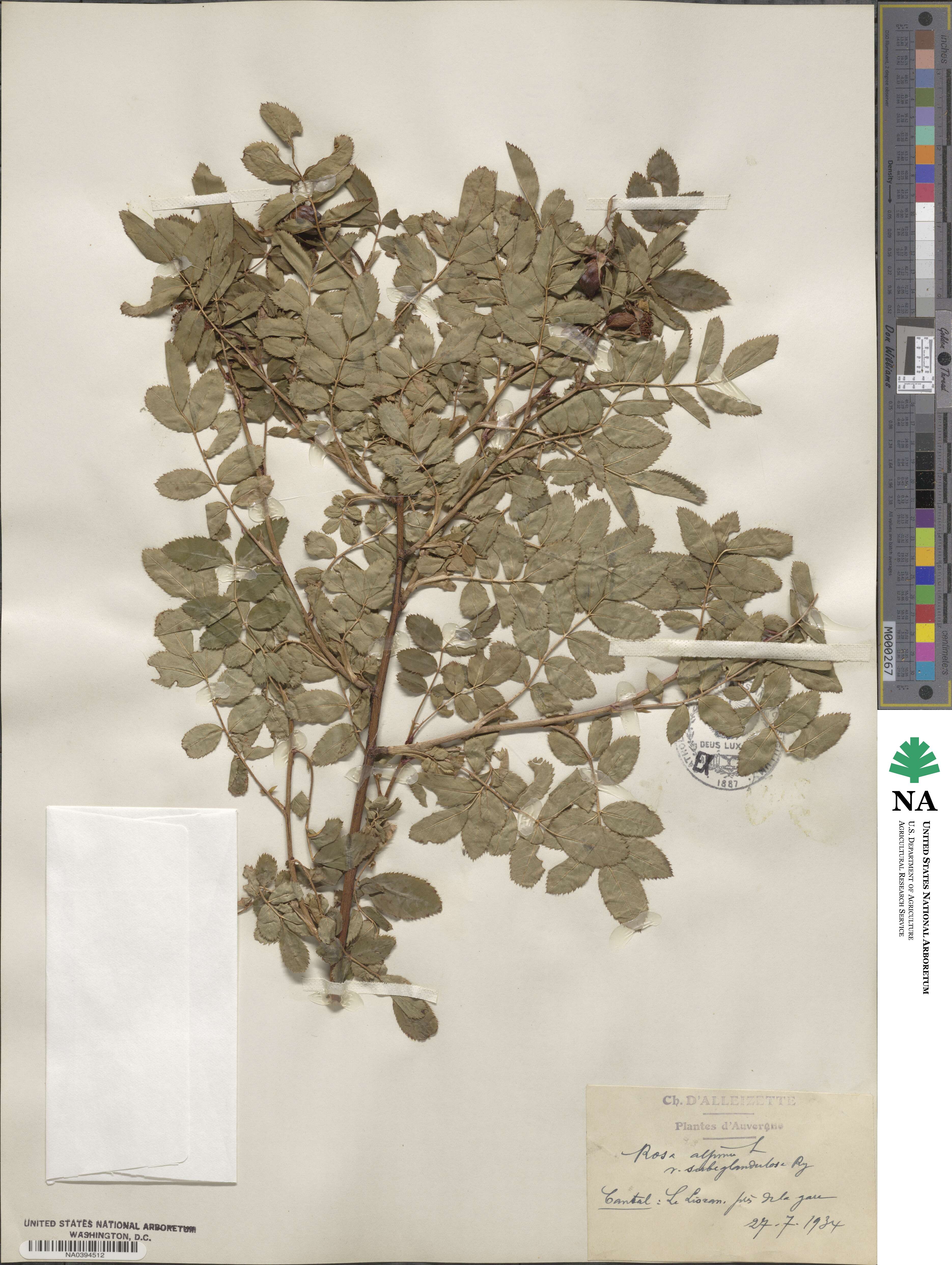 Rosa alpina image