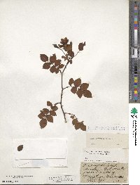 Rosa arvensis image