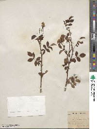 Rosa arvensis image