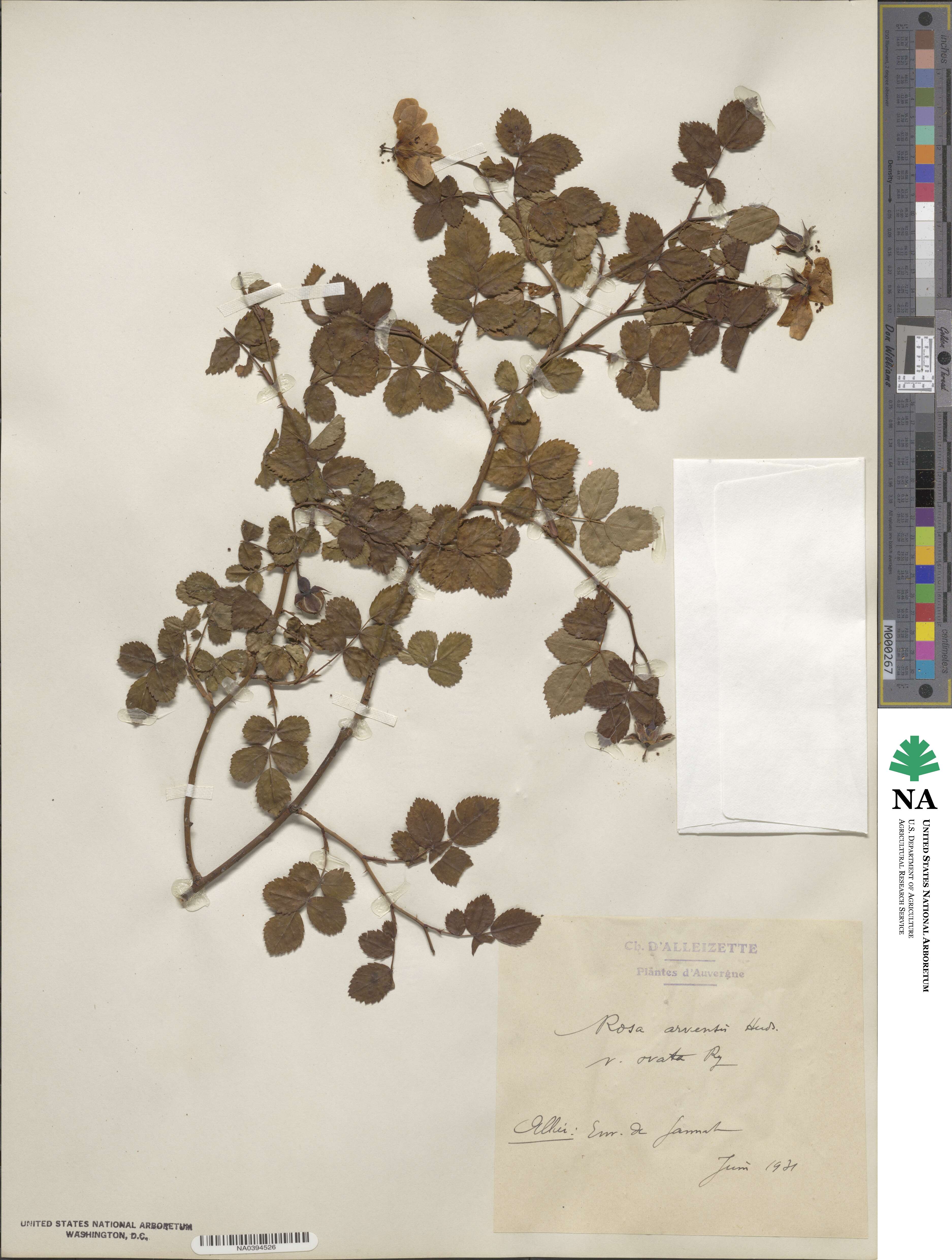 Rosa arvensis image