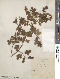 Rosa arvensis image