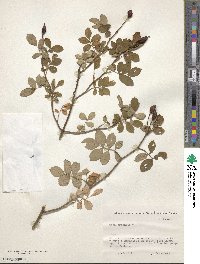 Rosa arvensis image