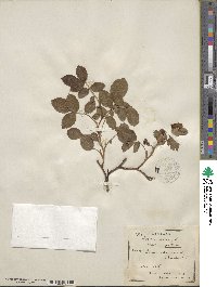 Rosa canina image